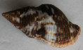 /products/gemophos-viverratus-kiener-1834/